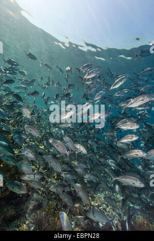 Eine Schule der Großaugenthun Trevally (Caranx Sexfasciatus) Sebayur Island, Island Nationalpark Komodo, Indonesien, Südostasien, Asien Stockfoto