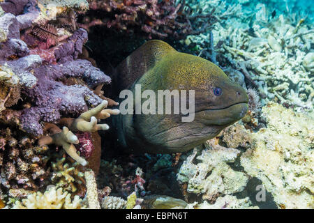 Gelbgefleckte Muräne (Gymnothorax Flavimarginatus), Sebayur Island, Island Nationalpark Komodo, Indonesien, Südostasien Stockfoto