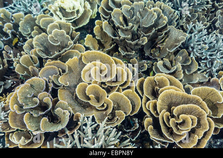 Eine Fülle von hart- und Weichkorallen unter Wasser auf Siaba Kecil, Nationalpark Komodo Island, Indonesien, Südostasien, Asien Stockfoto