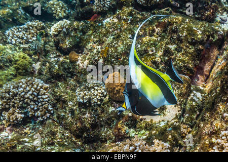 Erwachsenen maurischen Idol (Zanclus Cornutus), Batu Bolong Insel Komodo Island National Park, Indonesien, Südostasien, Asien Stockfoto