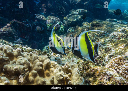 Erwachsenen maurischen Idole (Zanclus Cornutus), Batu Bolong Insel Komodo Island National Park, Indonesien, Südostasien, Asien Stockfoto