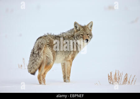 Kojote (Canis Latrans) in den Schnee, Yellowstone-Nationalpark, Wyoming, Vereinigte Staaten von Amerika, Nord Amerika Stockfoto