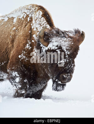 Bisons (Bison Bison) Bull bedeckt mit Schnee im Winter, Yellowstone-Nationalpark, Wyoming, Vereinigte Staaten von Amerika Stockfoto