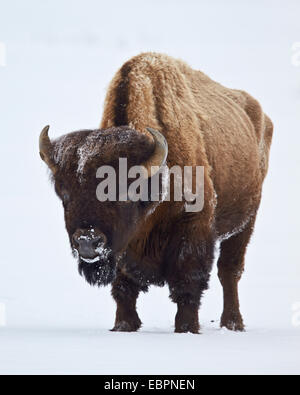 Bisons (Bison Bison) Bull bedeckt mit Frost im Winter, Yellowstone-Nationalpark, Wyoming, Vereinigte Staaten von Amerika Stockfoto