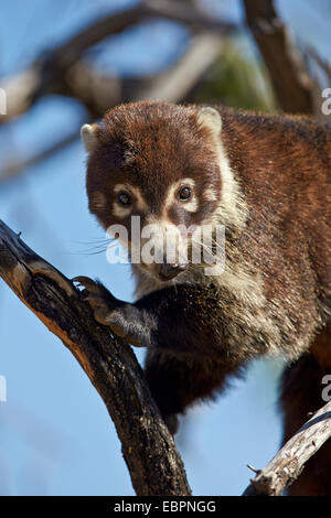 White-gerochene Nasenbär (Nasua Narica) in einem Baum, Chiricahuas, Coronado National Forest, Arizona, Vereinigte Staaten von Amerika Stockfoto