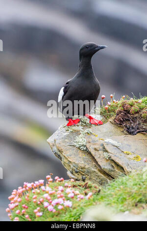 Erwachsene schwarz Guillemot (Cepphus Grylle) auf Sumburgh Head, Festland-Insel, Shetland-Inseln, Schottland, Vereinigtes Königreich, Europa Stockfoto