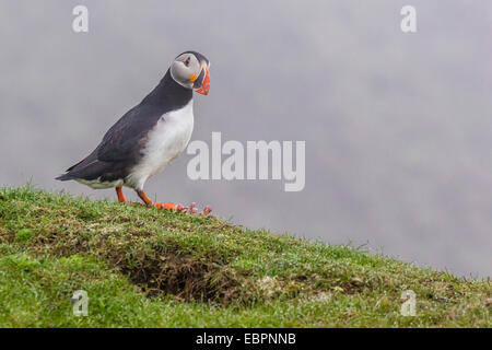 Erwachsenen Papageitaucher (Fratercula Arctica) bei Sumburgh Head, Festland-Insel, Shetland-Inseln, Schottland, Vereinigtes Königreich, Europa Stockfoto