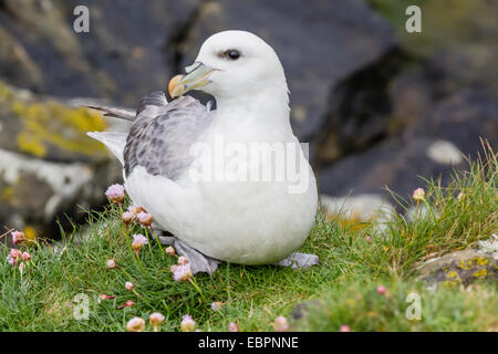 Nördliche Eissturmvogel (Fulmarus Cyclopoida) bei Sumburgh Head, Festland-Insel, Shetland-Inseln, Schottland, Vereinigtes Königreich, Europa Stockfoto