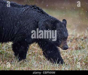 Schwarzer Bär (Ursus Americanus) in den Schnee, Yellowstone-Nationalpark, Wyoming, Vereinigte Staaten von Amerika, Nord Amerika Stockfoto