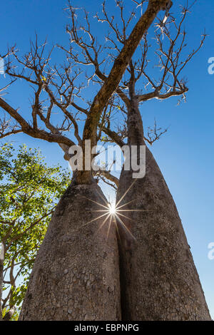 Der australische Boab Baum (Affenbrotbäume Gregorii), Camden Harbour, Kimberley, Western Australia, Australien, Pazifik Stockfoto