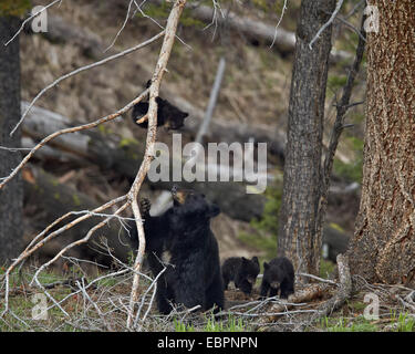 Schwarzer Bär (Ursus Americanus) Sau und drei Jungtiere des Jahres, Yellowstone-Nationalpark, Wyoming, Vereinigte Staaten von Amerika Stockfoto