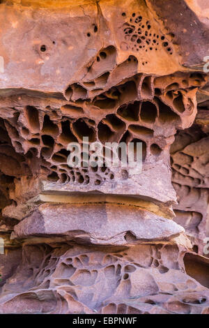 Detail der Wind- und Wassererosion in die Sandsteinfelsen des King George River, Koolama Bay, Kimberley, Australien Stockfoto