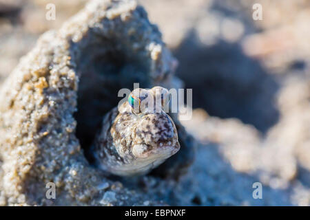 Ein Erwachsener Schlammspringer Unterfamilie Oxudercinae im Schlamm wühlen auf das Wattenmeer von Vansittart Bay, Kimberley, Western Australia Stockfoto