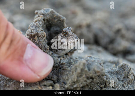 Ein Erwachsener Schlammspringer Unterfamilie Oxudercinae im Schlamm wühlen auf das Wattenmeer von Vansittart Bay, Kimberley, Western Australia Stockfoto