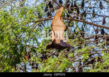 Ein Lager der kleinen roten Flughunde (Pteropus Scapulatus) in den Ord River, Kimberley, Western Australia, Australien, Pazifik Stockfoto