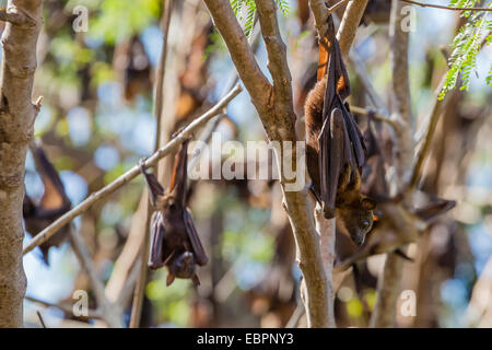 Ein Lager der kleinen roten Flughunde (Pteropus Scapulatus) in den Ord River, Kimberley, Western Australia, Australien, Pazifik Stockfoto