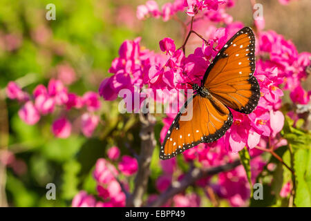 Königin-Schmetterling (Danaus Gilippus) auf der Königin Kranz (Antigonon Leptopus), Himalaya-Strand, Sonora, Mexiko, Nordamerika Stockfoto