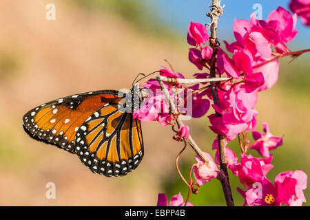 Königin-Schmetterling (Danaus Gilippus) auf der Königin Kranz (Antigonon Leptopus), Himalaya-Strand, Sonora, Mexiko, Nordamerika Stockfoto