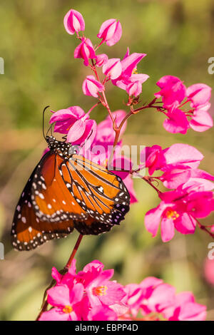 Königin-Schmetterling (Danaus Gilippus) auf der Königin Kranz (Antigonon Leptopus), Himalaya-Strand, Sonora, Mexiko, Nordamerika Stockfoto