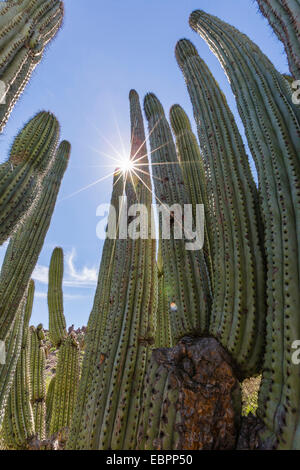 Organ Pipe Cactus (Stenocereus Thurberi), mit Sunburst, Himalaya-Strand, Sonora, Mexiko, Nordamerika Stockfoto