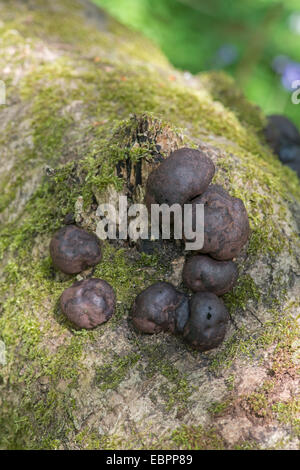 Pilz: König Alfred Kuchen: Daldinia Concentrica. Kent, England auch bekannt als Krampf Kugeln Stockfoto