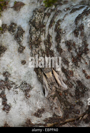 Schwalbe prominente Moth: Pheosia Tremula. Getarnt auf Baumrinde. Devon, England. Stockfoto