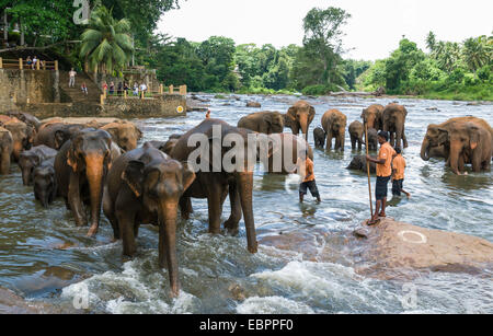 Elefanten Baden im Fluss bei Pinnewala Elephant Orphanage, Sri Lanka, Asien Stockfoto