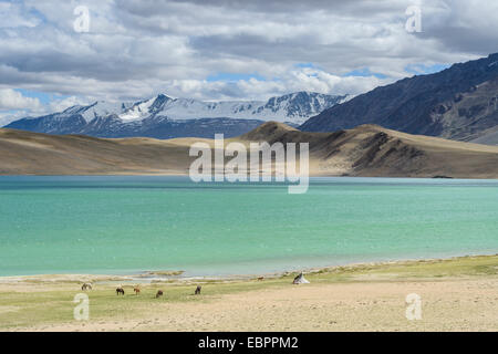 Pferde und Nomadenzelten an den Ufern des Tso Thadsang Karu, Ladakh, Indien, Asien Stockfoto