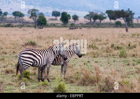 Ebenen Zebra (Equus Quagga), Masai Mara, Kenia, Ostafrika, Afrika Stockfoto