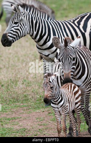 Ebenen Zebra (Equus Quagga), Masai Mara, Kenia, Ostafrika, Afrika Stockfoto