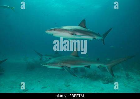 Riff-Haie, Bahamas, Karibik, Mittelamerika Stockfoto