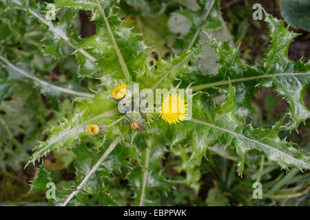 Sonchus Asper, stachelige Distel Sow, Wales, UK. Stockfoto