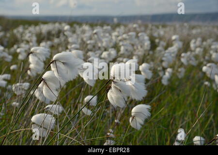 Dichten Stand der gemeinsamen Wollgras (Wollgras Angustifolium) Blüte auf feuchten Moor, Halbinsel Gower, Wales, UK Stockfoto