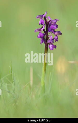 Green-winged Orchid (Orchis) (Anacamptis Morio) blüht in einem traditionellen Mähwiese, Wiltshire, England, Vereinigtes Königreich Stockfoto