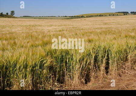 Gerste (Hordeum Vulgare) Ernte Reifen gekräuselt durch Windböen, Marlborough Downs, Wiltshire, England, Vereinigtes Königreich, Europa Stockfoto