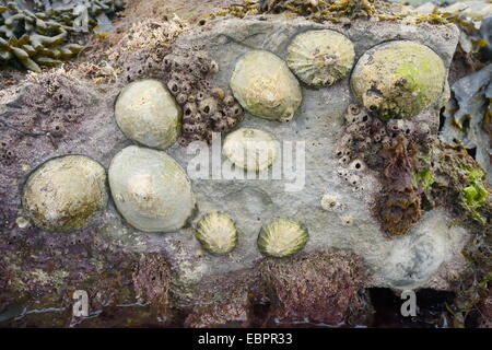 Gemeinsamen Napfschnecken (Patella Vulgata) und Eichel Seepocken an Felsen bei Ebbe, Dorset, England, UK freigelegt befestigt Stockfoto