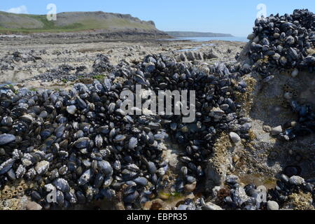 Gemeinsamen Miesmuscheln (Mytilus Edulis) befestigt an Felsen bei Ebbe ausgesetzt Rhossili, The Gower Peninsula, Wales, Vereinigtes Königreich Stockfoto