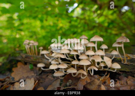 Angels Hauben Pilze (Mycena Arcangeliana) wachsen aus einem verwesenden Protokoll im Laubwald, Gloucestershire, England, UK Stockfoto