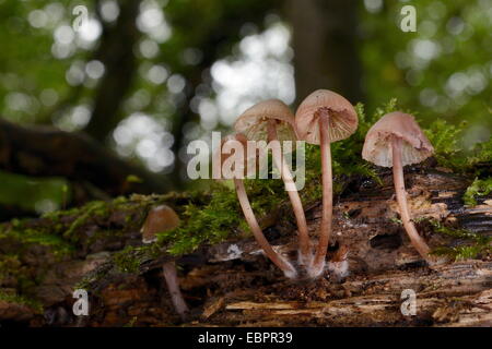 Motorhaube Pilze (Mycena SP.) wachsen aus einem verwesenden Treestump im Laubwald, Gloucestershire, England, Vereinigtes Königreich Stockfoto