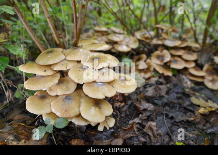 Büschel von Hallimasch (Armillaria Mellea) wächst unter Laubstreu in herbstlichen Laubwald, Gloucestershire, England, UK Stockfoto