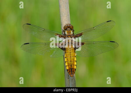 Weibliche breiten Körper Chaser Libelle (Libellula Depressa) mit einem beschädigten Flügel ruhen auf einer Reed Stamm, Wiltshire, England, UK Stockfoto