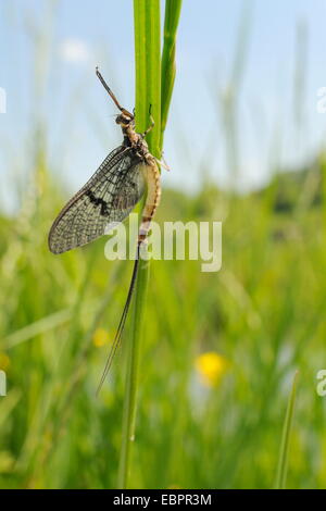 Grüne Drake Eintagsfliege (Ephemera Danica) neu entstanden an einem Flussufer Rasen Stiel, Wiltshire, England, Vereinigtes Königreich, Europa Stockfoto