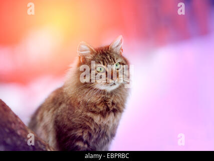 Süße Sibirische Katze sitzen im Freien im Winter bei Magic rosa Sonnenaufgang Stockfoto