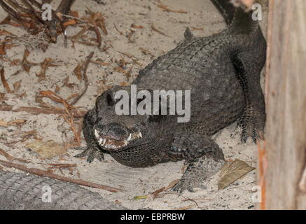 West-afrikanische Zwerg Krokodil (Osteolaemus Tetraspis), alias breit-snouted oder Bony Krokodil Stockfoto