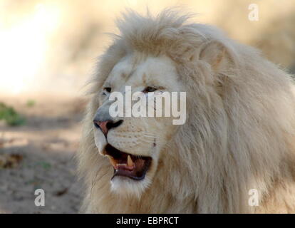 Nahaufnahme des Kopfes ein reifer weißer Löwe (Panthera Leo) brüllen Stockfoto