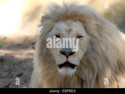 Nahaufnahme des Kopfes eines seltenen Albino weißen Löwen (Panthera Leo) Stockfoto
