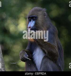 Juvenile Mandrill-Affen (Mandrillus Sphinx) kauen auf einem Zweig Stockfoto