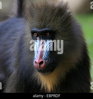 Nahaufnahme von der farbenfrohen Gesicht eines jungen männlichen Mandrill-Affen (Mandrillus Sphinx) Stockfoto