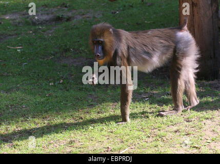 Affe Young Mandrill (Mandrillus Sphinx) Stockfoto