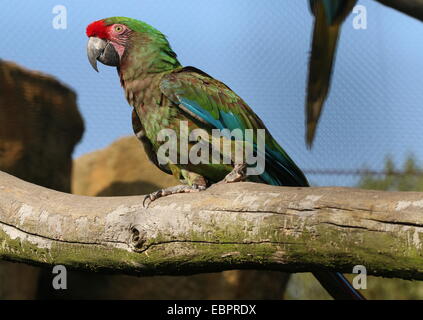 Captive südamerikanischen Soldatenara (Ara Militaris), in Rotterdam Blijdorp Zoo (Käfig sichtbar) Stockfoto